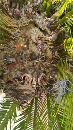 Ornamental Palm Tree : Close-up of Baby Palm Leaves