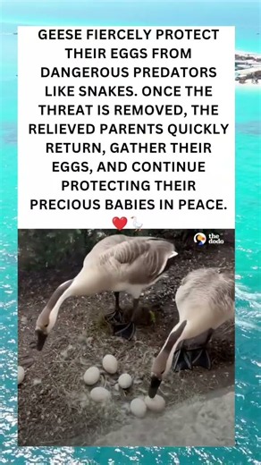 A Mother’s Love Knows No Fear ❤️🪿