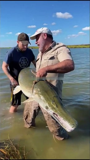 Why Alligator Gar Fish Skin Behaves Like Steel | Sparks While Cutting | Science Explained
