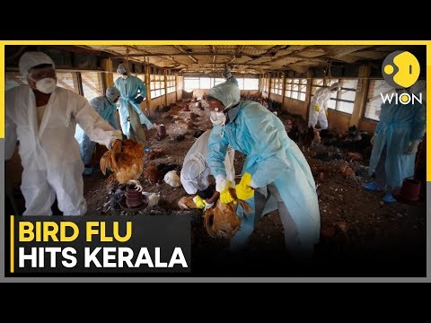 Kerala on Alert as Bird Flu Spreads in Poultry | WION