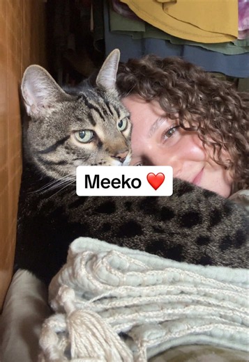 Why Cats Seem Emotionally Smarter Than Us