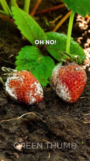 Genius Garden Hacks: DIY planting gadgets for a lush harvest!