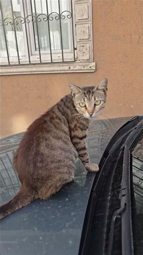 meow... #cat #keşfet #düşler #shortvideo #shortvideo #viral #love #youtubeshorts #automobile #abone