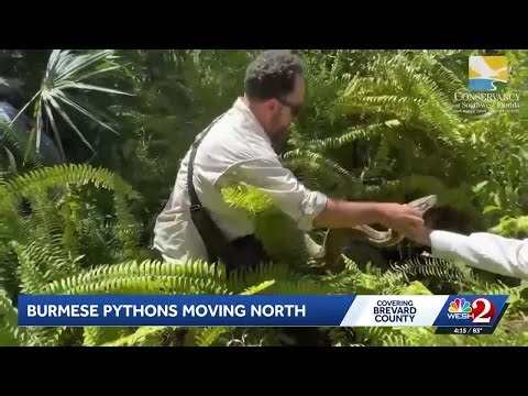 Python Problem: Experts say the large snakes are moving north into Brevard County