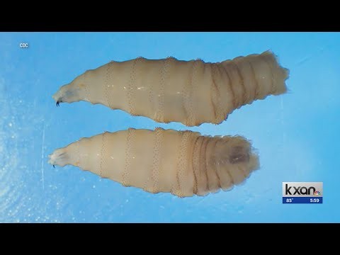 USDA confirms first case of New World screwworm in south Texas
