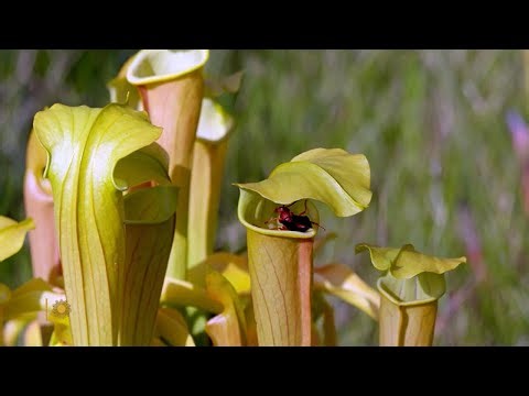 Nature: Carnivorous plants in Texas