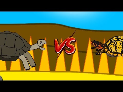Galapagos tortoise vs Eastern Box turtle 