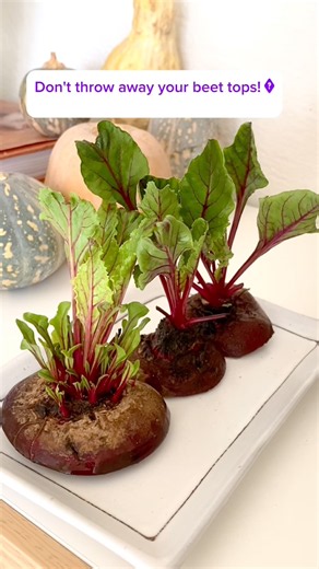 How to Regrow Beet Tops in Water 🌱 Easy Gardening Trick!