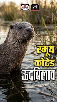 “Smooth-Coated Otter: A Key Indicator of Wetland Health” | Drishti IAS #SmoothCoatedOtter