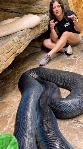Female reticulated pythons grow much larger than males for a reason