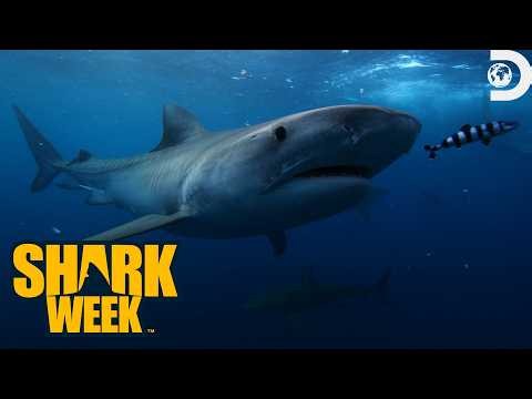 Shark Week 2026: Schedule for the final three nights