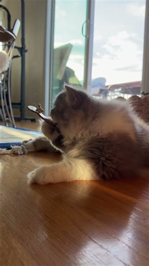 Fingerboard cat 🐱 #fingerboard #cat #skateboarding