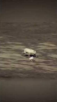 जब 4भेड़िये पड़े पीछे… फिर जो हुआ हैरान कर देगा!😱 Rabbit Escapes 4 Wolves!#rabbit #shorts #wildlife