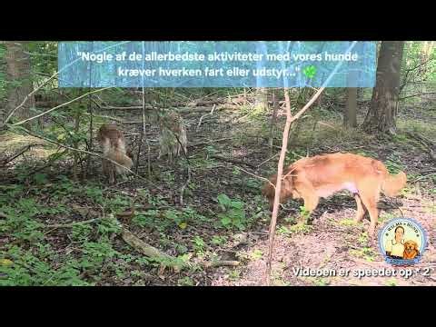 "Nogle af de allerbedste aktiviteter med vores hunde kan ikke kastes..." 🌿🐾
