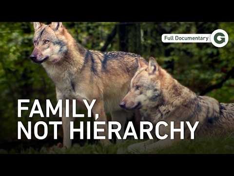 Germany’s Wild Wolves: The Truth About the Pack | Full Documentary