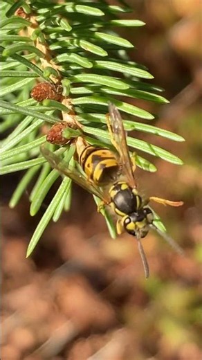 YELLOW JACKET WASP Feeding Flying Away #nature #wildlife #animals #horror #shortvideo #shorts