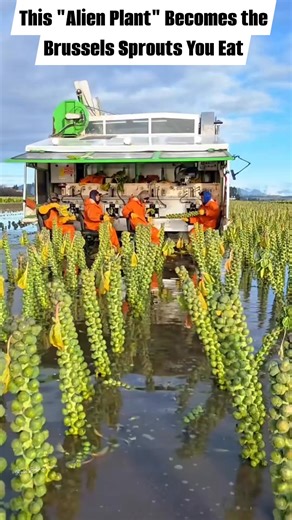Mathias on Instagram: "This "Alien Plant" Becomes the Brussels Sprouts You Eat #fyp #foryoupagereels #Amazing"
