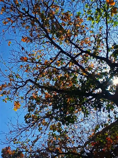 Bom dia com pagode: pagode mais tocadas para seguir em paz