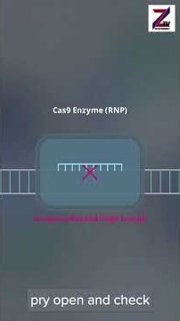 How CRISPR-Cas9 Finds Its Target