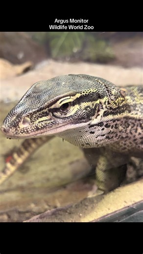 Discover the Argus Monitor at Wildlife World Zoo