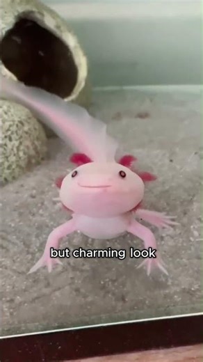 The Adorable Little Axolotl #animals #love #shorts