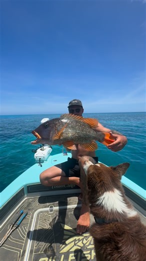 Reef Addicts on Instagram: "Only took half the day to remember but… caught my first Buffalo Emperor #fishing"