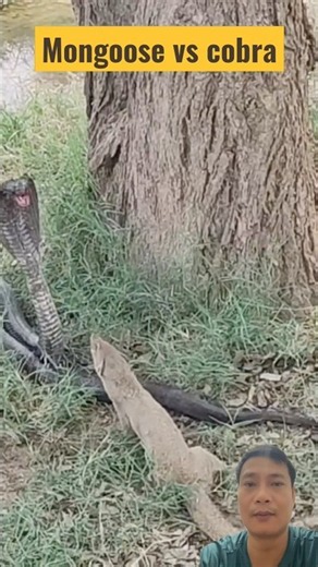 Mongoose vs cobra battle | Round 21