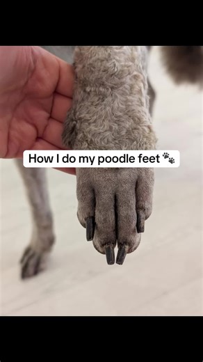 Poodle Foot Grooming Tips for Perfectly Trimmed Paws