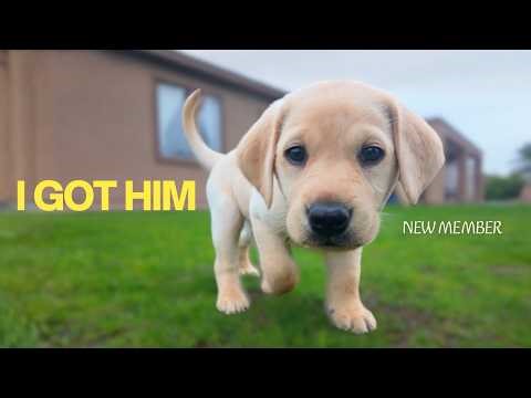Labrador Puppy FINALLY Comes Home!