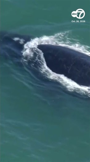 Whale seen breaching off NorCal coast