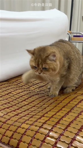 Owner Brought Mat for Naughty Cats😍❤️