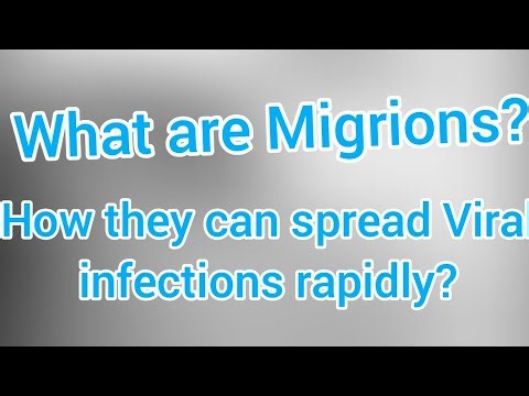 Migrions- How they can supercharge viral infections?