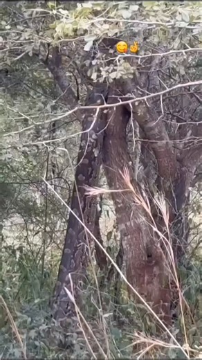 Unforgettable_tanzania ⭕ on Instagram: "As the sun settles after a long, warm day, a python glides silently through the bush, coiling its powerful body around a tree trunk. Seeking rest and safety above the ground, it slowly climbs upward—proof that even the most feared predators crave a peaceful moment after basking in the heat of the wild. 🌿🐍 #Python #WildlifeDocumentary #NatureAtWork #AfricanWildlife #ReptileLife"
