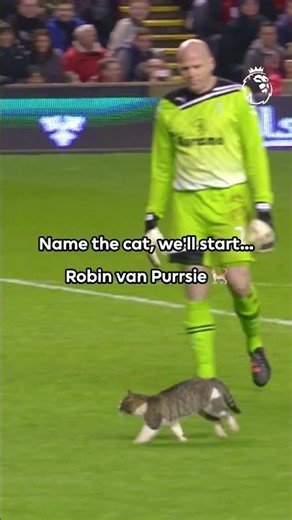 Introducing Robin van Purrsie 🐈