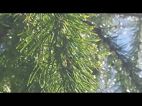 Relaxing Nature Scenes - Eternal Quiet Autumn - Beautiful World - Upbeat Pop Vibrant - Ver 2 BrevAi