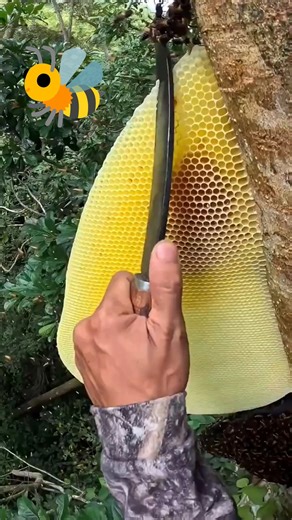 🐝Harvest Wild Honey 🍯Pure and Natural🍯#beekeeping #honey #savethebees #facts #yt #bee #shortsfeed 🐝🍯