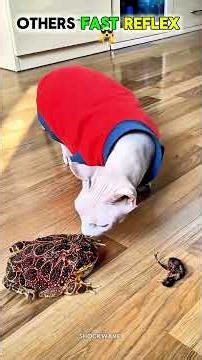 Crazy Animal Reflex vs Last 😱