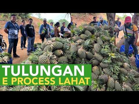Magkano Binibili ng Coop ang Pinya sa Farmer? At Magkano Benebenta ng Coop sa Processor?