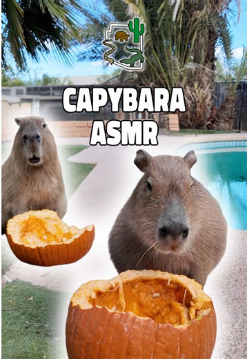 🔊 SOUND UP! 👂 🎃 Our capybaras have been LOVING their seasonal enrichment… and maybe you’ll love the ASMR that came from it! (Or not 🫣) 🗑️ One BILLION pounds of pumpkins get trashed each year, don’t let that happen to yours when the season’s over! Our friends at Let’s Go Compost, Keep Phoenix Beautiful & Talking Trash Phoenix are organizing a pumpkin recycling drive, and they’ve kindly chosen OUR sanctuary to donate these pumpkins to! 🥹 Any that can’t be used for our animals will be COMPOST