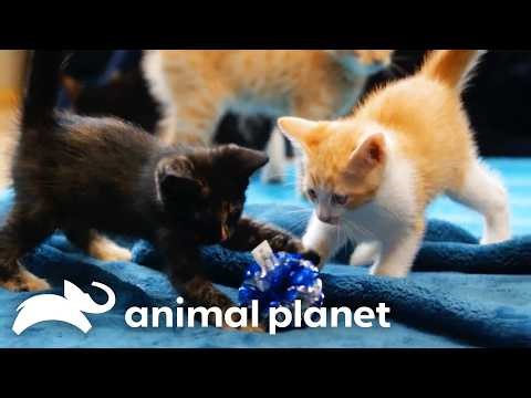 Puppy and Kitten Playtime | Too Cute | Animal Planet