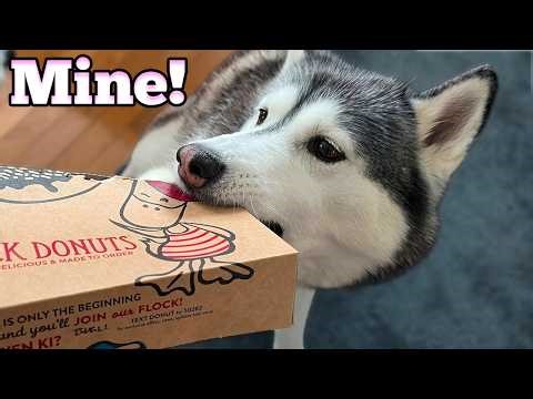 Surprising My Dog With a Donut for Her Birthday!