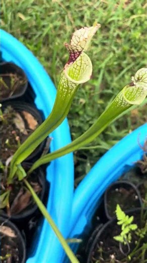 Pitcher plants eats dozens of bugs!