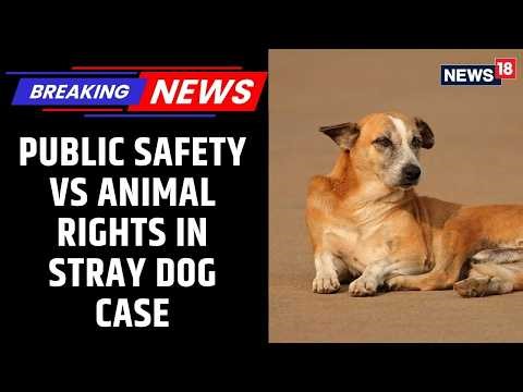 Supreme Court Stray Dog Judgement: Will ABC Rules Overrule Public Safety? | News18 Updates