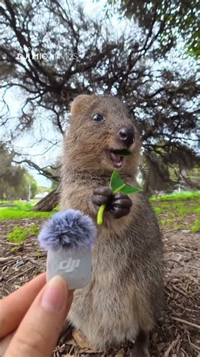 Breaking: Local Quokka Calls Press Conference. 📰🎙️ | DJI Mic Mini 2S