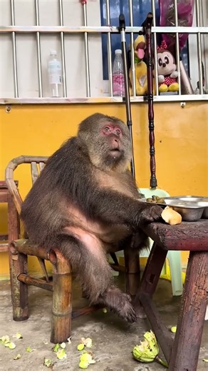 In the wild, how monkeys react to foreigners #One-Armed Monkey Xingxing