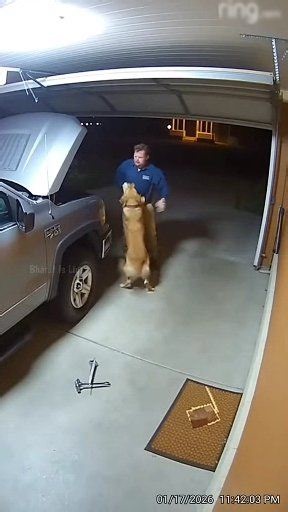 Golden Retriever Pulls Owner Away Seconds Before Garage Truck Explosion Security footage from a quiet neighborhood in Bakersfield, California captures a terrifying near-fatal moment inside a residential garage. As a parked truck begins sputtering and emitting smoke, the Golden Retriever snaps to attention—barking repeatedly before yanking its owner toward the exit. Just moments later, a massive explosion tears through the garage and front porch, sending debris, flames, and thick smoke in every d