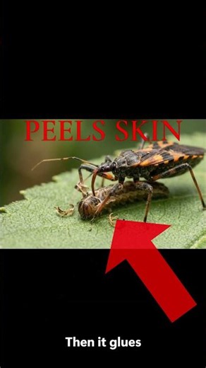 Never Touch This Bug It Wears A Corpse Armor