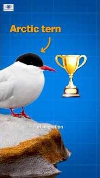 Meet the Real World Champion of Migration! 🏅