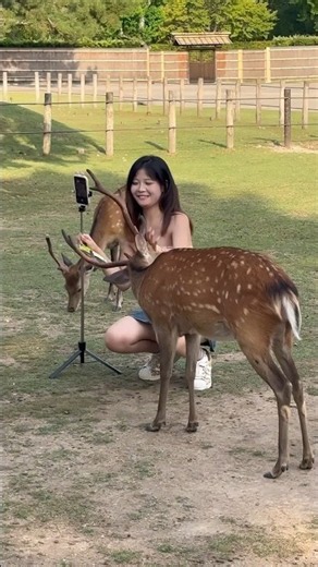 🦌 奈良公園の魅力がいっぱい！可愛い鹿たちと心温まる日本の風景 🇯🇵❤️✨#NaraPark #NaraDeer #Japan #JapanTravel #Hiran #Deer #Viral