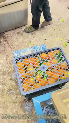 Washing the Harvest: How Two Workers Clean Oranges Before Packing